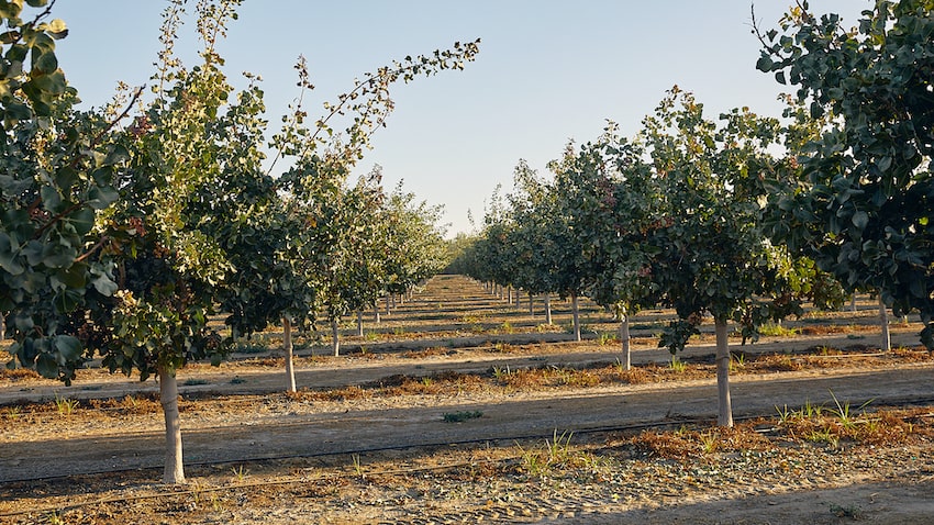 España será el mayor productor europeo de pistacho 