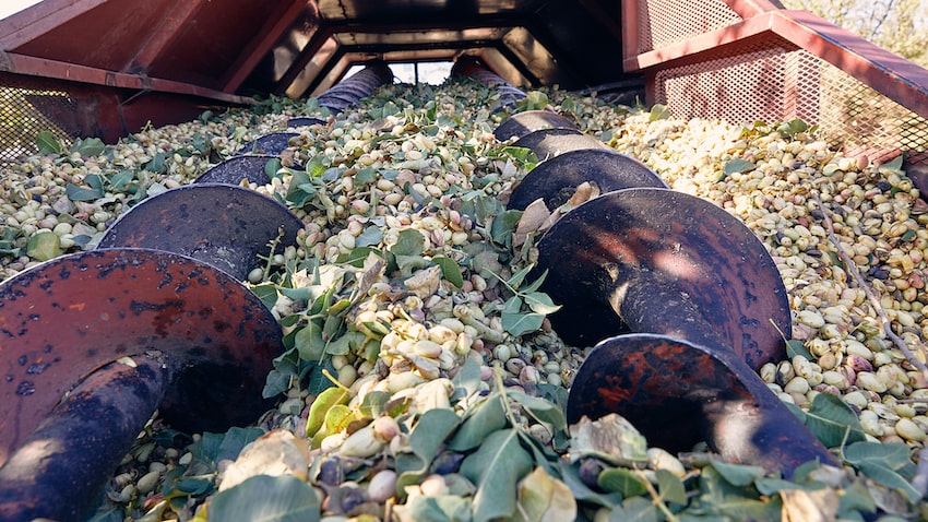 Nuevos mercados en el uso del pistacho: gastronomía, cosmética, alimentación saludable 