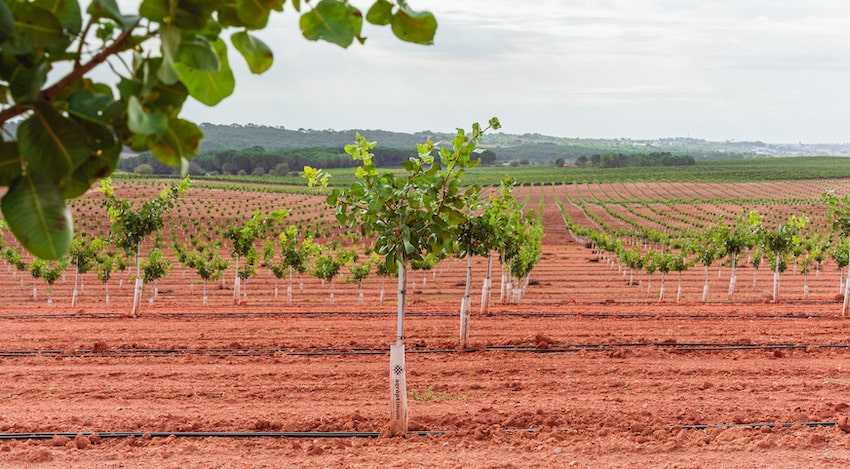 Cultivo del pistacho en España